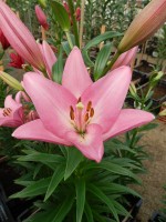 [5123 Sugar Diamond DJ No02.JPG]